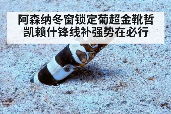 阿森纳冬窗锁定葡超金靴哲凯赖什锋线补强势在必行